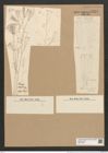 Licmophora flabellata (Carm.) Ag. (de-Toni-Nr.: Genus 86, Species 2953) Zeichnungen Sammlung Grunow Nr. 5961 (NHMW-BOT-W0374449)